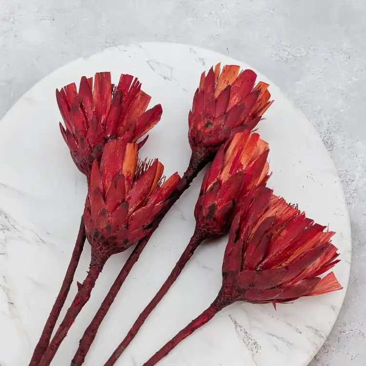 Repens cut red 4.png