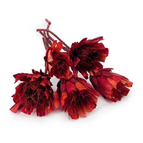 Repens cut red.png