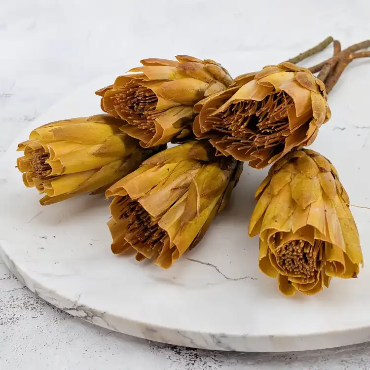 repens cut yellow 2.png