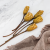 repens cut yellow 3.png