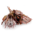 Protea King red.png