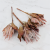 Protea King red 1.png