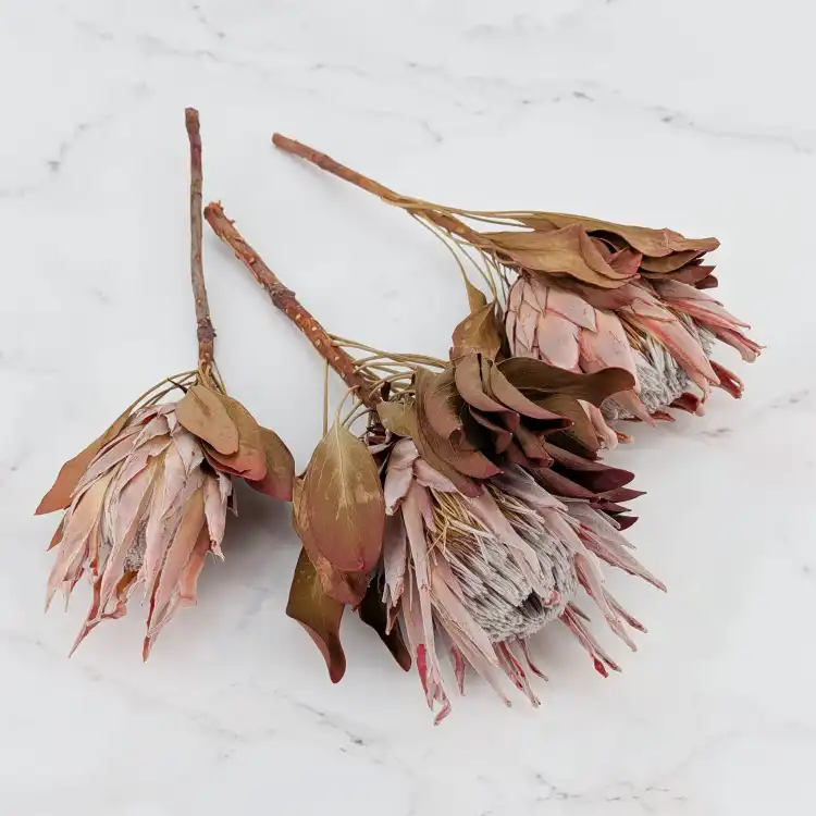 Protea King red 1.png