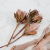 Protea King red 2.png