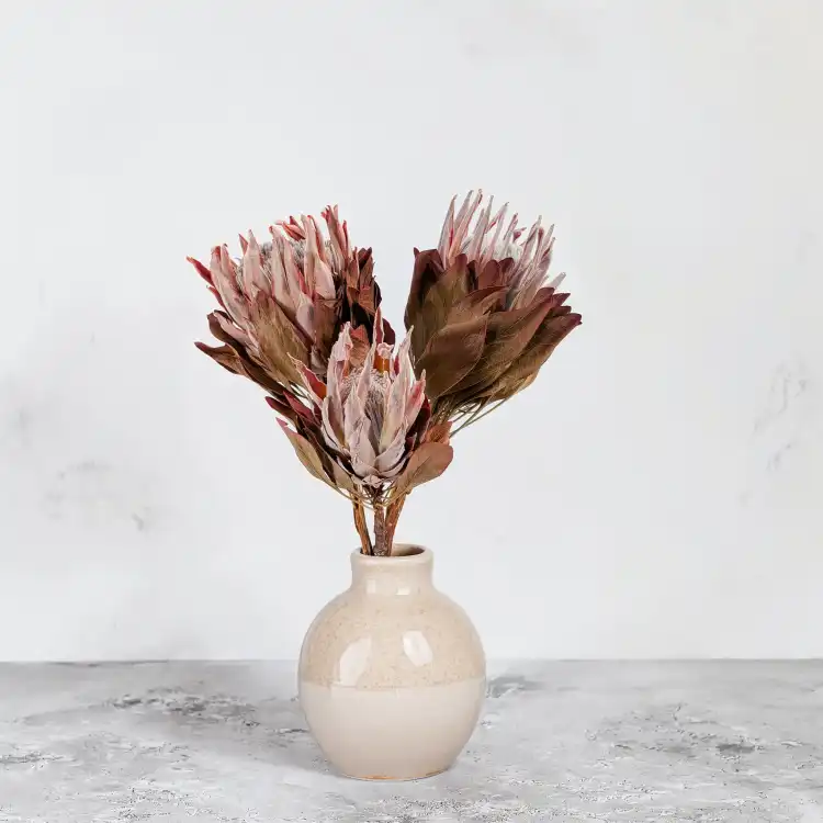 Protea King red 4.png