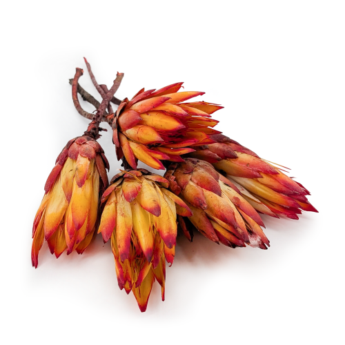 repens abs red 0.png