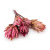 repens abs pink.png