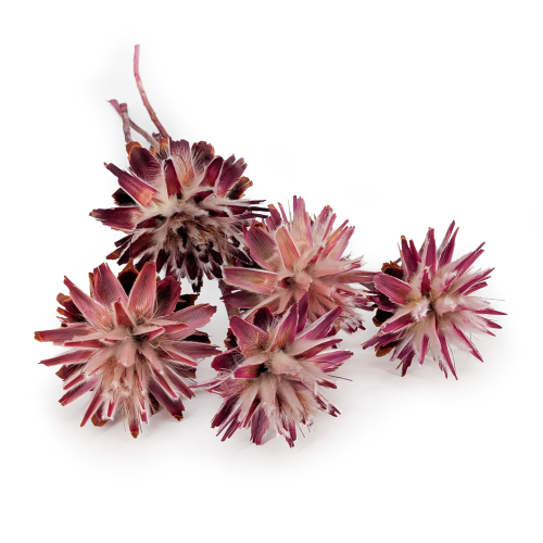 plumosum pink.png