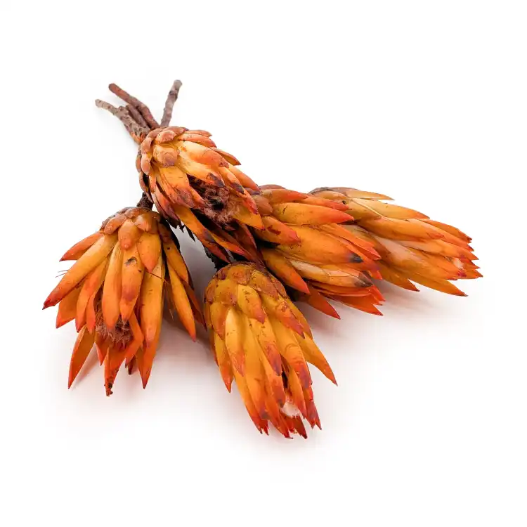Suszona Protea (Protea Repens) - Pomarańczowa - 5szt_4.png
