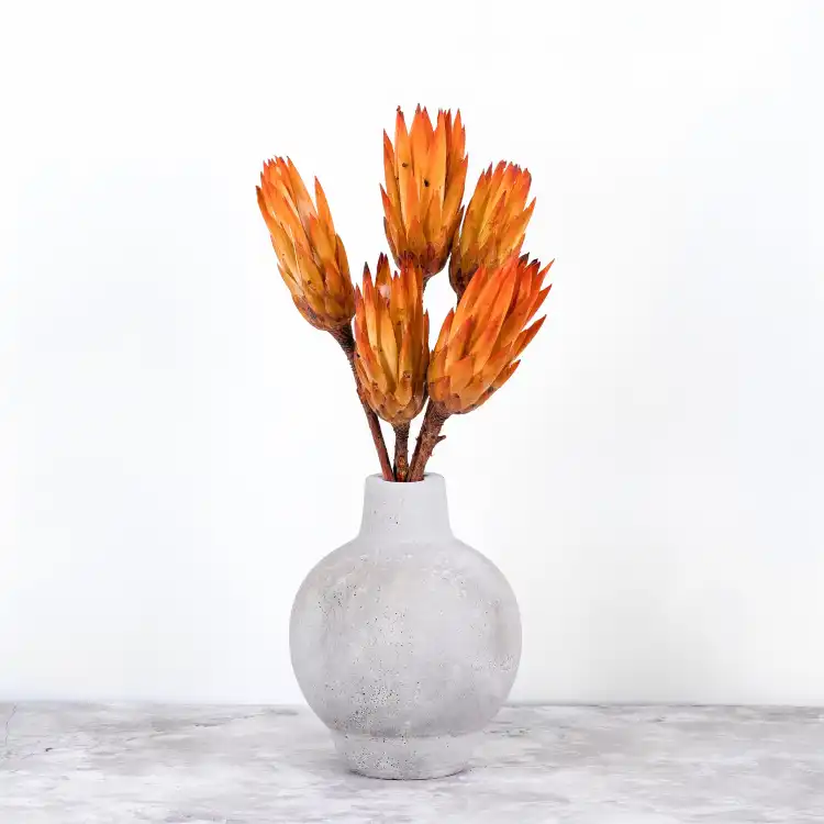 Suszona Protea (Protea Repens) - Pomarańczowa - 5szt_2.png