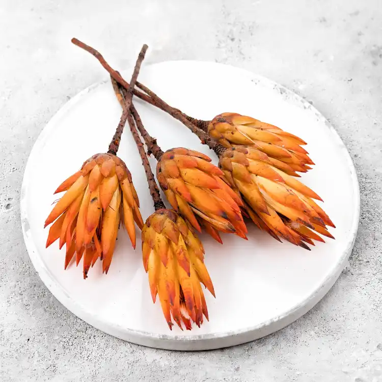 Suszona Protea (Protea Repens) - Pomarańczowa - 5szt_5.png