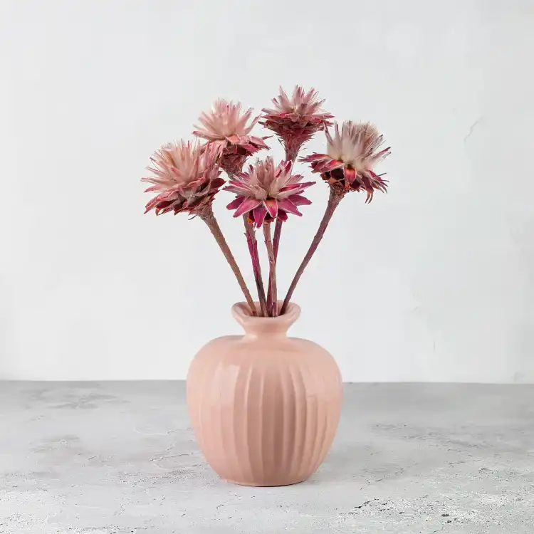 plumosum pink 6.png