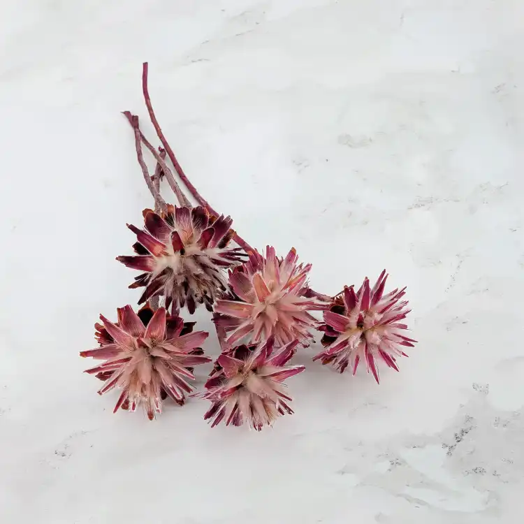plumosum pink 1.png