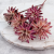 plumosum pink 5.png