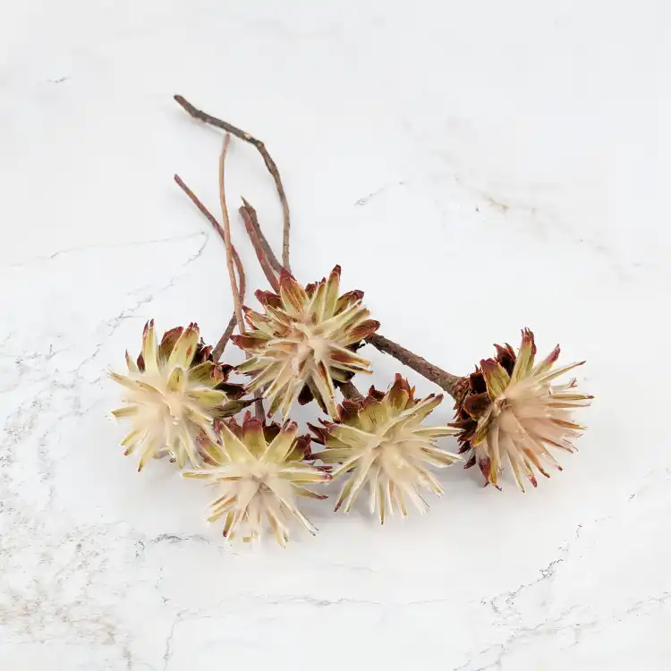 Plumosum cream kf 1.png