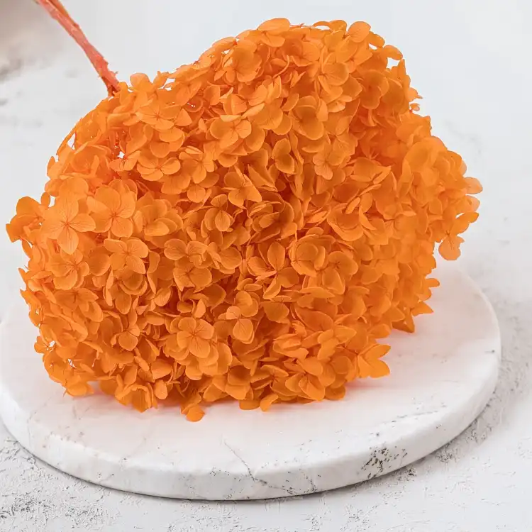 HYDRANGEA PUMPKIN ORANGE COLOR BHYS-11 2.png