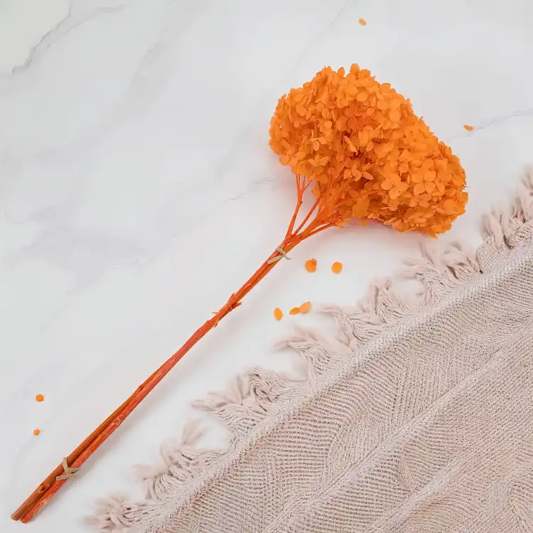 HYDRANGEA PUMPKIN ORANGE COLOR BHYS-11 3.png