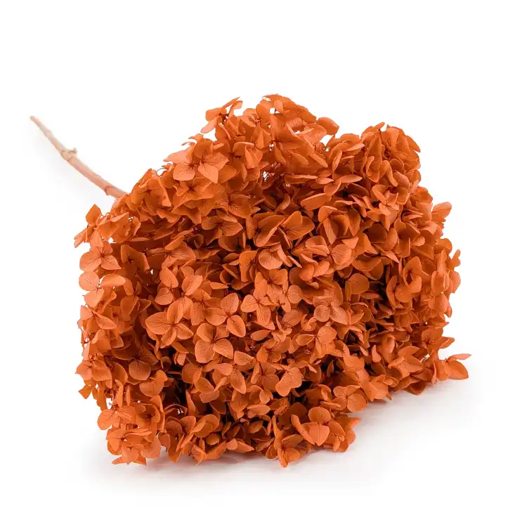 HYDRANGEA AUTUMN ORANGE COLOR BHYS-13.png