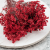 CASPEA 12 RUBY RED 2.png