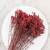 CASPEA 12 RUBY RED 4.png