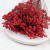 CASPEA 12 RUBY RED 5.png