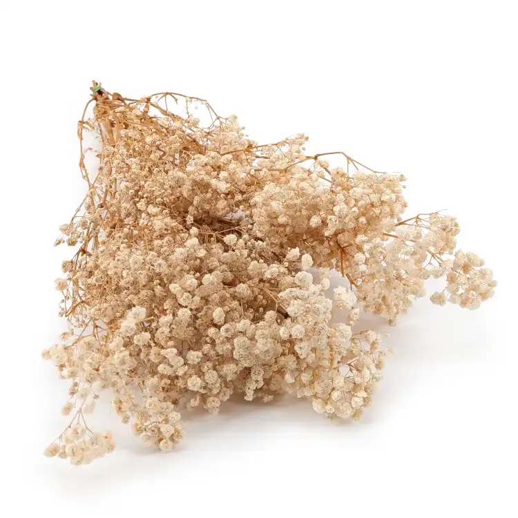 Preserved Gypsophila ream Gipsówka Stabilizowana kremowa_1.png