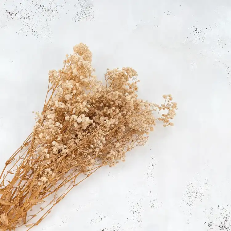 Preserved Gypsophila ream Gipsówka Stabilizowana kremowa_4.png