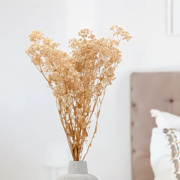 Preserved Gypsophila ream Gipsówka Stabilizowana kremowa_2.png