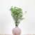 Preserved Gypsophila Pistachio Cream Gipsówka Stabilizowana Krem pistacjowy_5.png