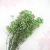 Preserved Gypsophila Pistachio Cream Gipsówka Stabilizowana Krem pistacjowy_4.png