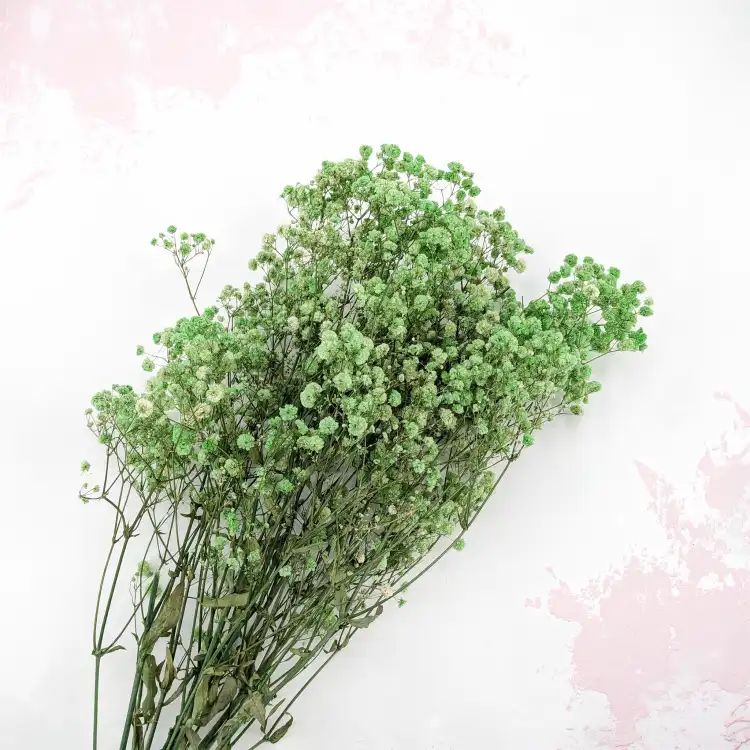 Preserved Gypsophila Pistachio Cream Gipsówka Stabilizowana Krem pistacjowy_4.png