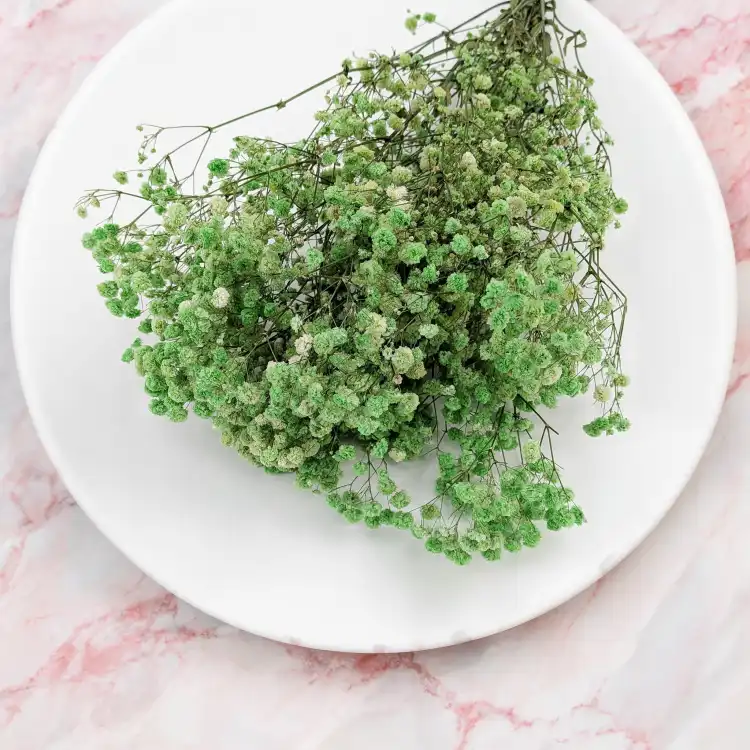 Preserved Gypsophila Pistachio Cream Gipsówka Stabilizowana Krem pistacjowy_2.png