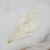 Ming fern bielony ch 2.png