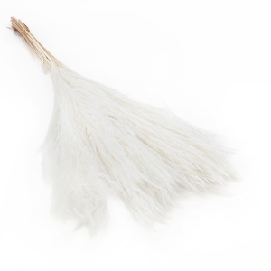 Trawa Miskant Bielona Miscanthus Grass Bleached.png