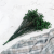 caspea Deep green 14 3.png
