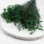 caspea Deep green 14 4.png