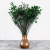 caspea Deep green 14 5.png