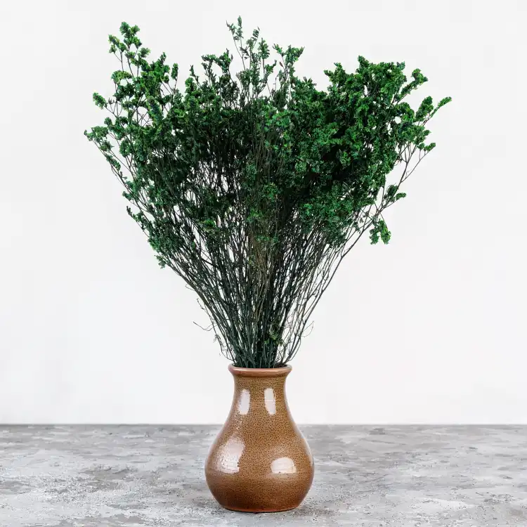 caspea Deep green 14 5.png