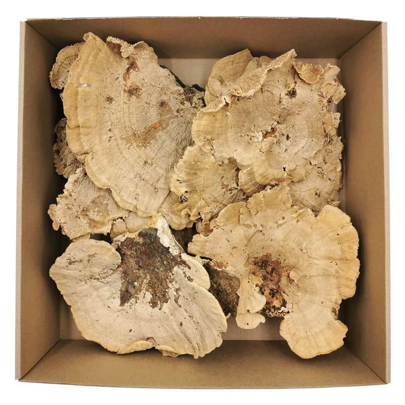Dried Sponge Mushroom Natural - 200g Pack