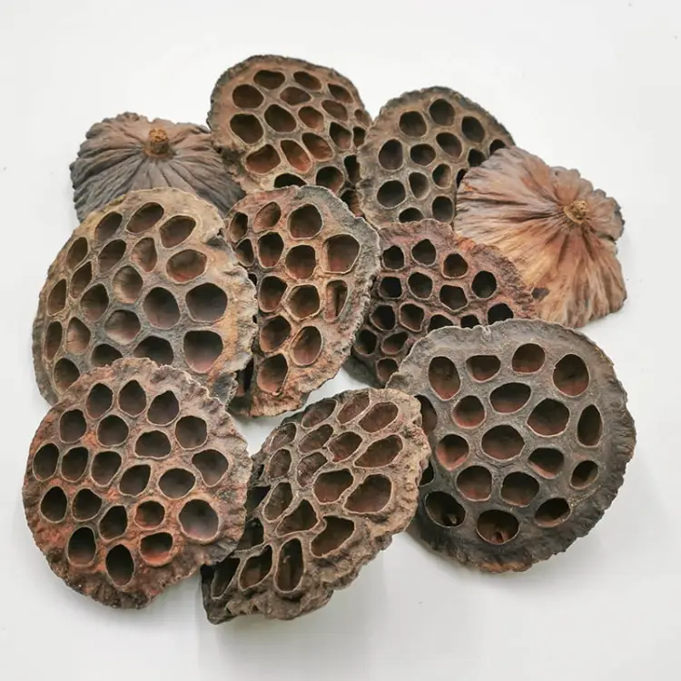 Lotos Suszony XL 4.jpg