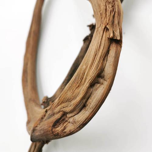 Pędy Bananowca Banana stick 1.jpg