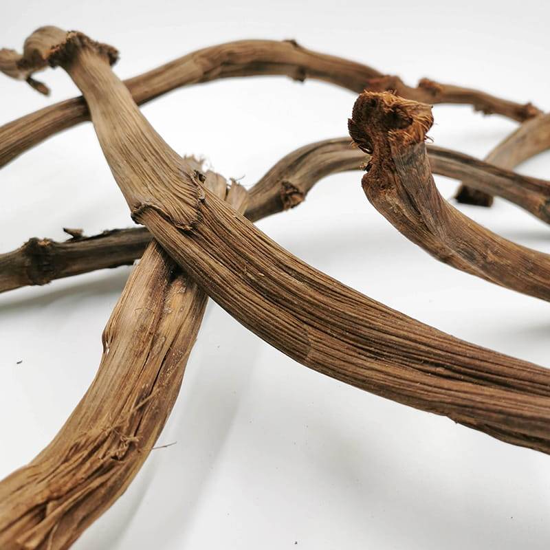 Pędy Bananowca Banana stick 2.jpg