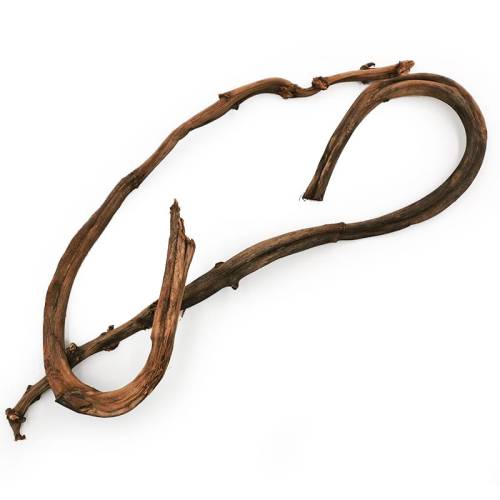 Pędy Bananowca Banana stick.jpg