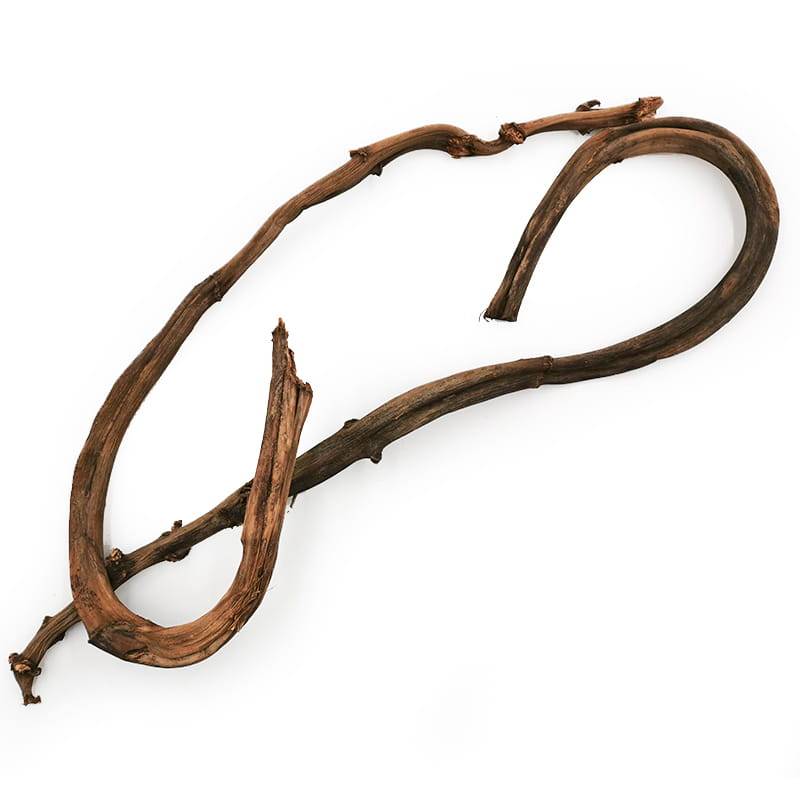 Pędy Bananowca Banana stick.jpg