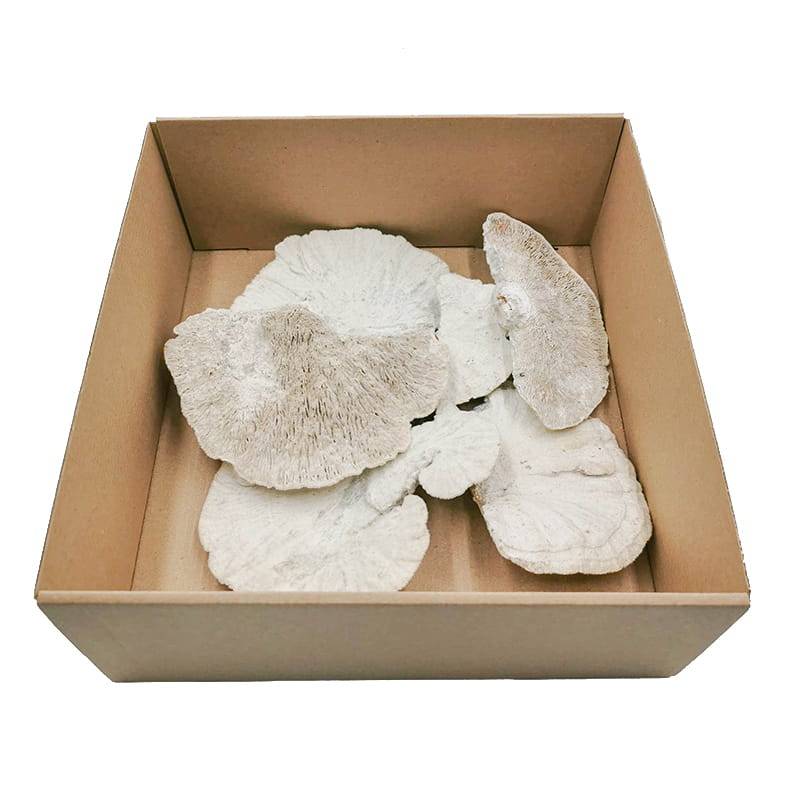Dried Sponge Mushroom White - Pack of 6