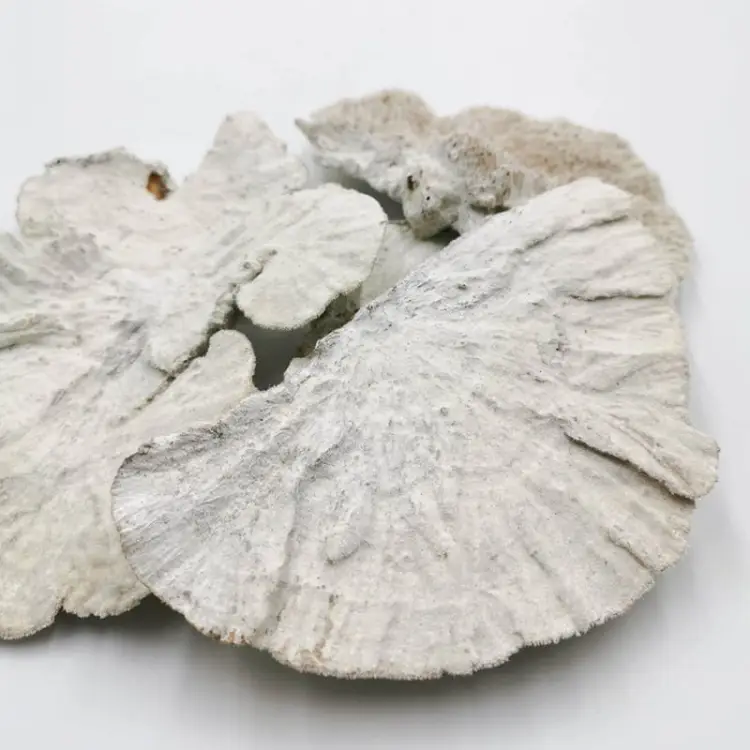 Huba Suszona biała włoskowana 4.jpg