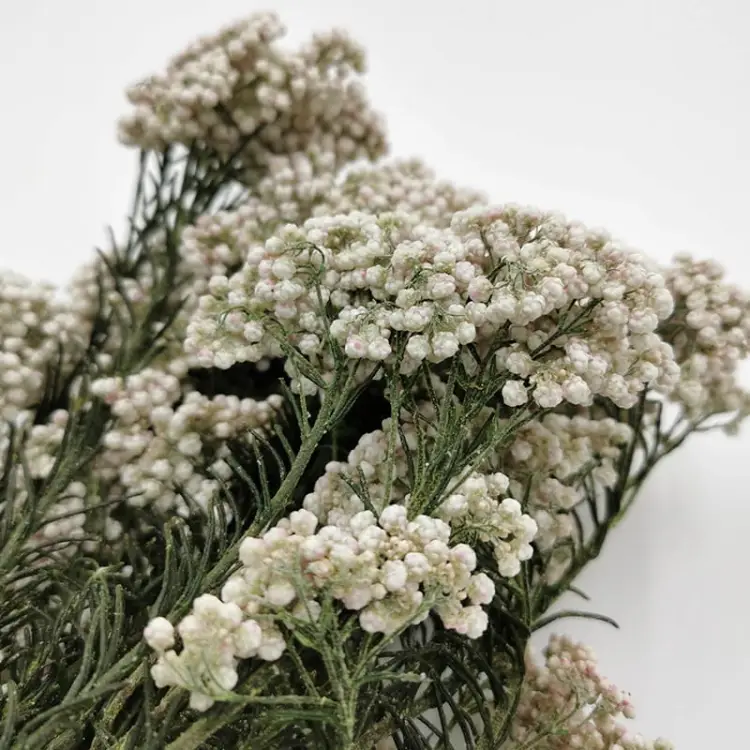 Stabilizowany Kwiat Ozothamnus Diosmi biały 3.jpg