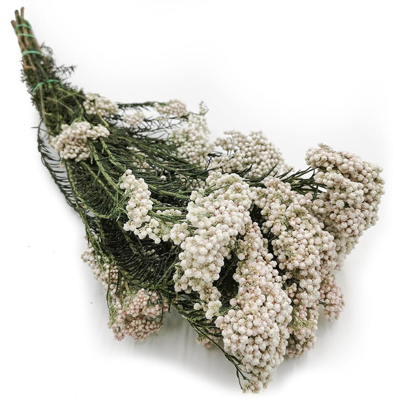 Preserved Ozothamnus - Diosmi - White