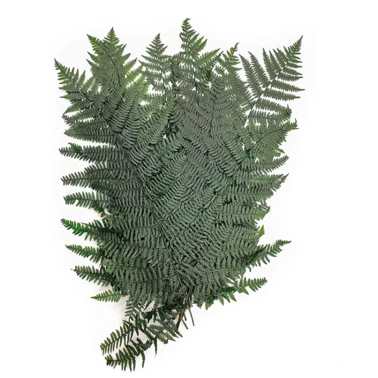 Paproc stabilizowana Wietlica samicza (Lady fern) .jpg
