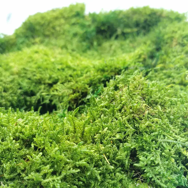 Płaski Mech Stabilizowany SWE.jpg